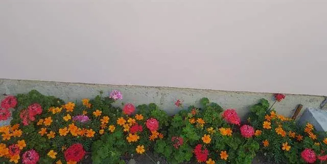 Мандарин, Лоо — photo 6
