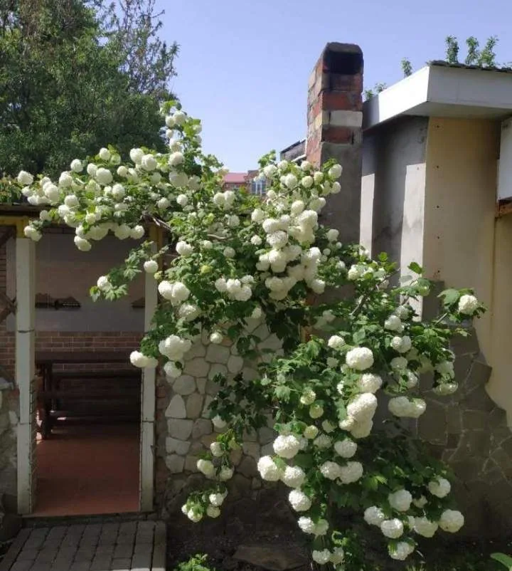 Аларти, Геленджик — foto 7